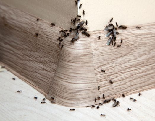 D'où vient l'invasion de fourmis ?