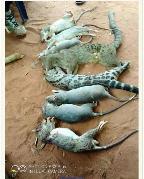 Can you eat this? Here are best bush meat Hunters. - Opera News