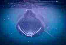 Basking sharks are the second largest fish in the ocean - they can grow up to 10 metres long