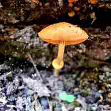 Macro photo of mushroom on forest floor