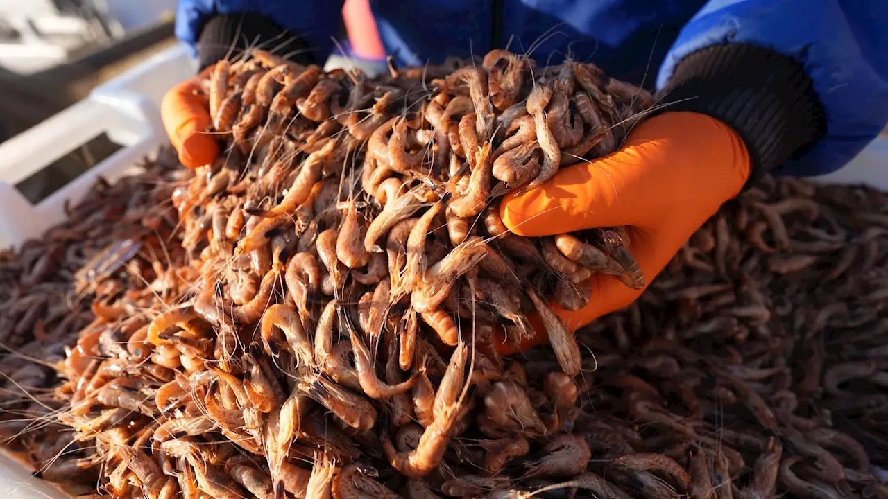 Nach Rekordjahr bricht die Krabbenfischerei ein - ist ein Fisch schuld?