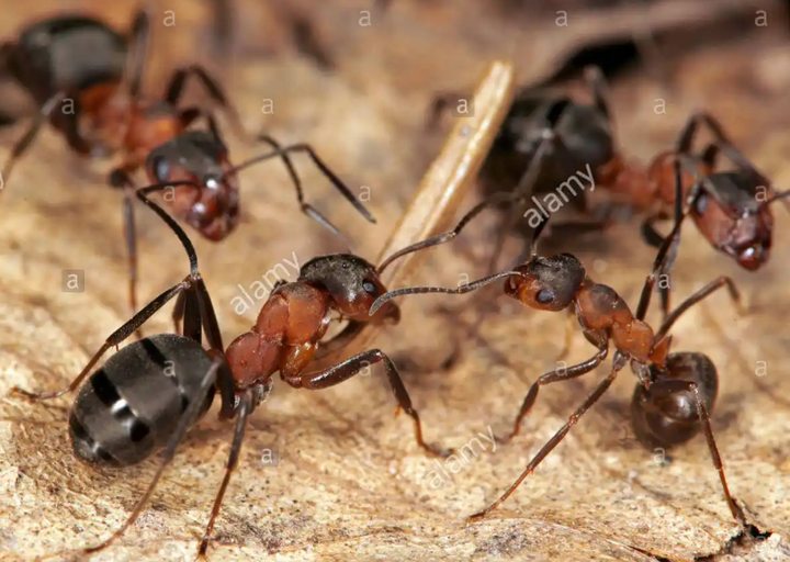 See The Ant That Can Predict An Earthquake Opera News