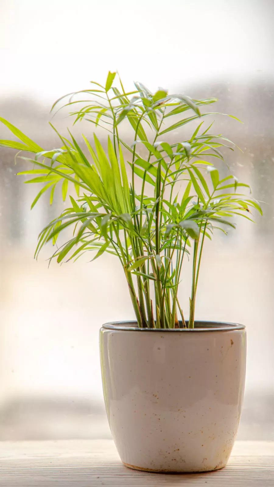 Areca Palm