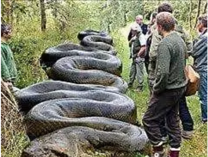 pictures-of-green-anaconda-the-biggest-anaconda-specie-opera-news