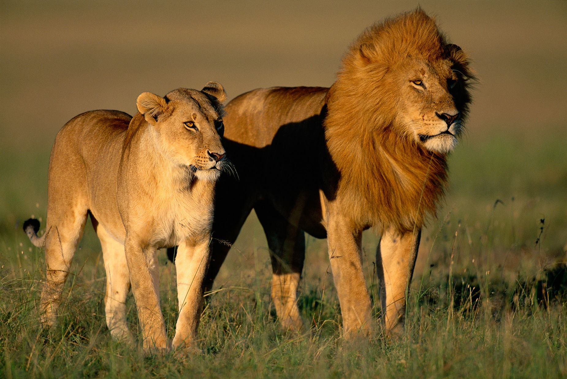 A female and male lion share an early morning walk in Kenya's Masai Mara National Reserve during mating season. While it's a bad idea to mess with lions at any time, it's an especially terrible idea to interfere with them during courtship time.