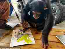 File photo. Limbani the chimp paints a picture using a paintbrush in January 2023
