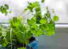 close up of a cilantro plant in a pot indoors