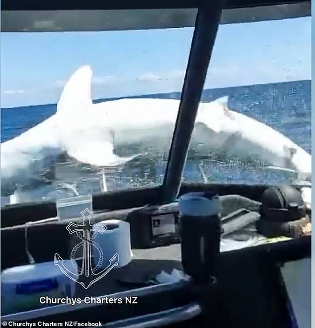 Only a single pane of glass separated the man-eater from the captain and his customers after the shark landed on the boat's bow, (pictured) slamming its tail into the windscreen