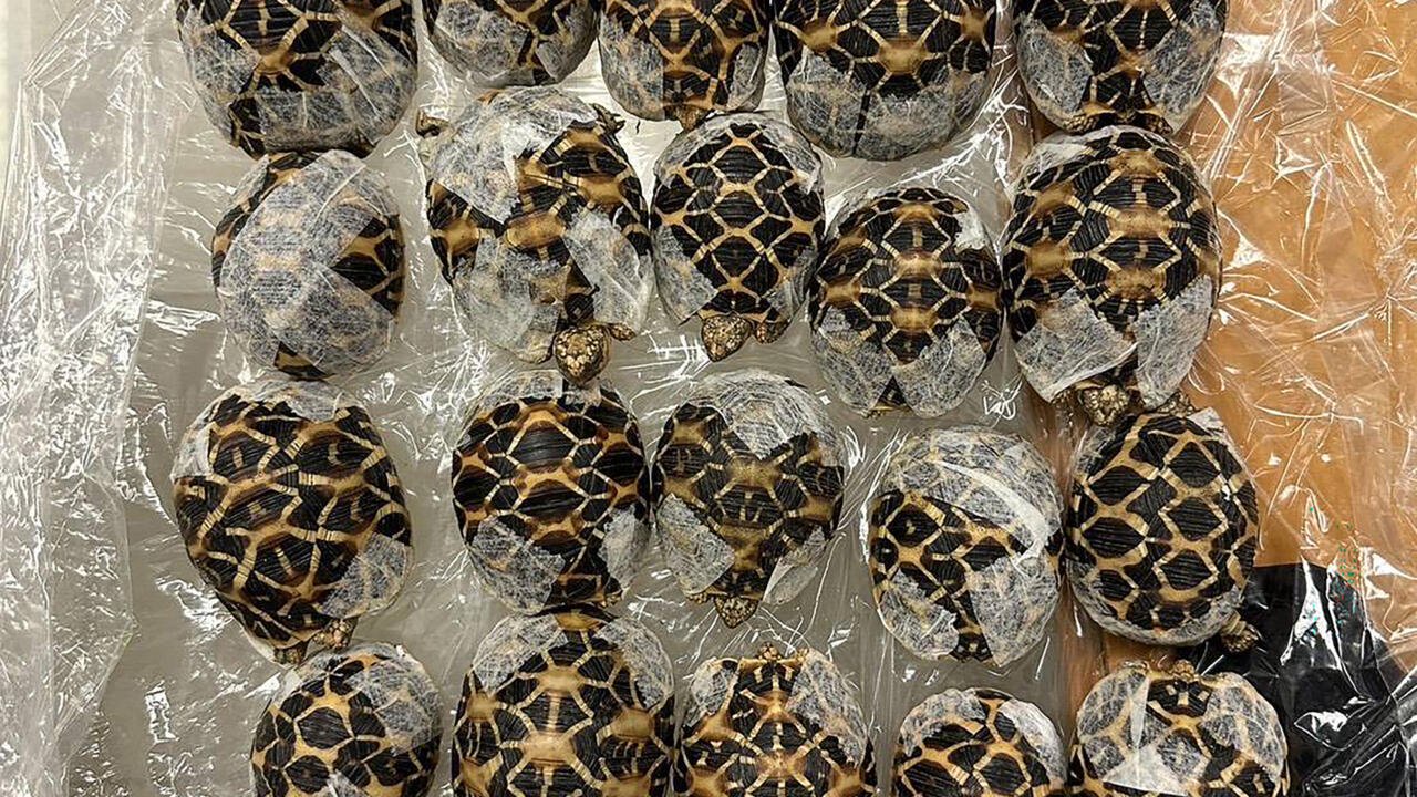 Teenager with 30 protected tortoises under her clothes nabbed at airport