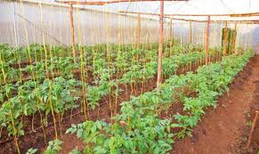 Tomatoes for sale – August Harvest – Farmers Market Kenya