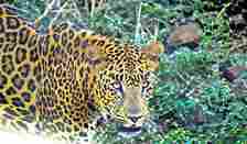 Rewind: Living with Leopards