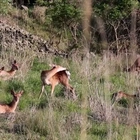Deer infestation plagues island residents