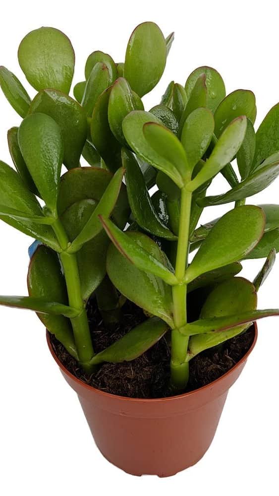 Jade Plant