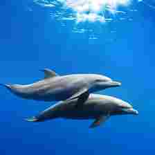 Bottlenose dolphins [123RF]