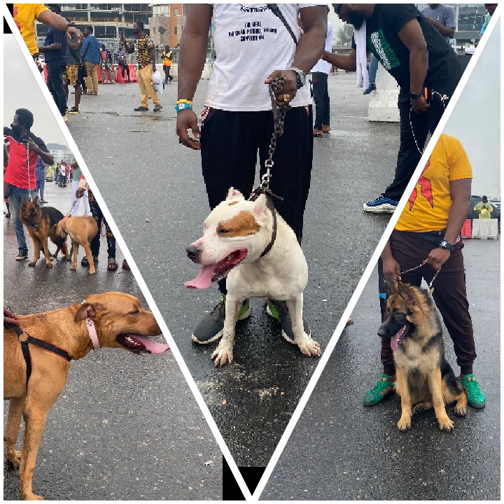 Reactions As Protesters bring Dogs To Protest Ground