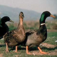 This contains an image of: Duck Breed Focus - Rouen