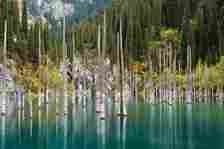 Dead submerged trees in Kaindy (Kaiyndy) Lake, southeastern Kazakhstan