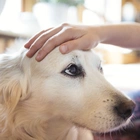 Vet reveals what your dog really thinks when you wipe away their eye bogies
