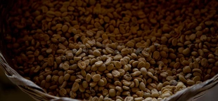 Your favorite coffee may be more than half a million years old