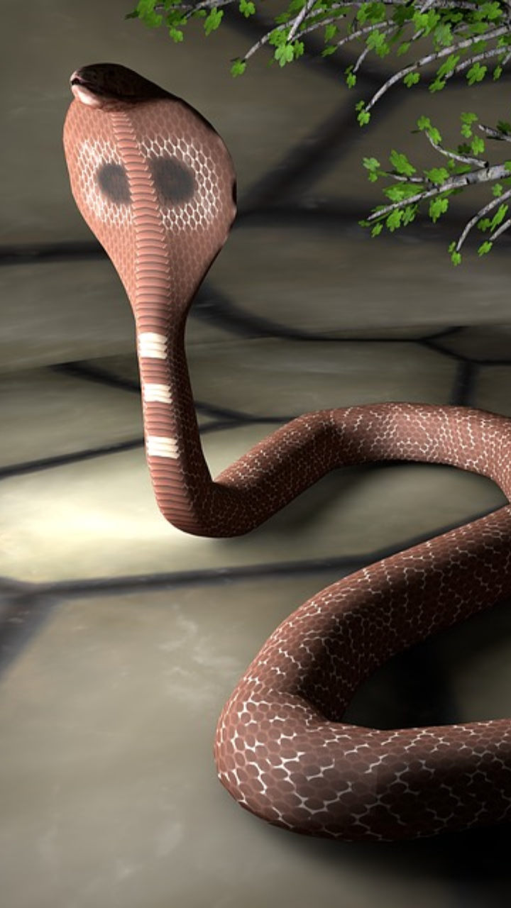 1. Venomous Snakes