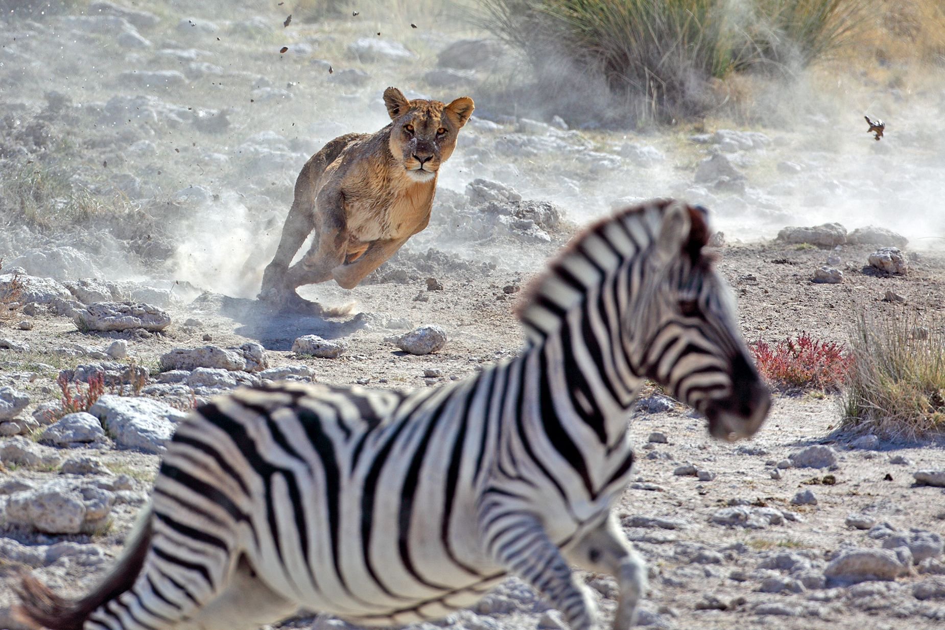 A lone female lion hunts zebras by a water hole in Etosha National Park in Namibia. While lions often hunt in groups, they will stalk prey alone, too. Females do much of the hunting while males typically focus on territory protection.