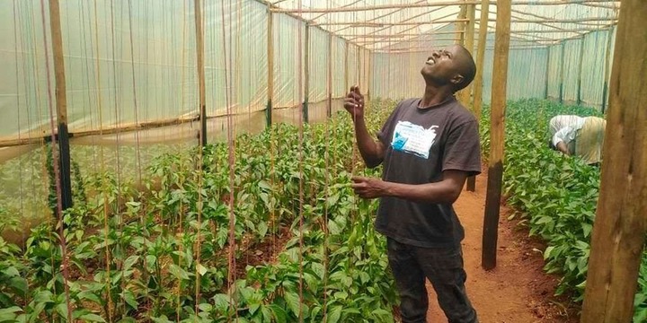 A-Z of establishing a quality greenhouse - Beaking Kenya News