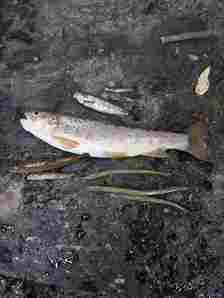 River Allow fish kill