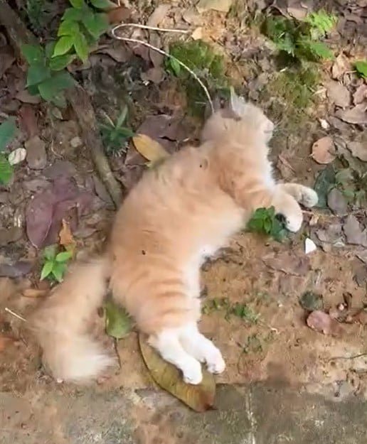 0fa110aca97752b870fdd16a4743d1b3