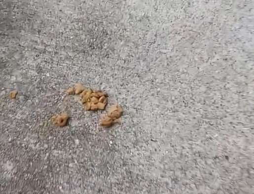 1009f28a097bc81695c82cecbc231fe8