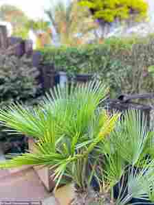 His stunning garden also features palm trees which give an exotic feel to the garden.