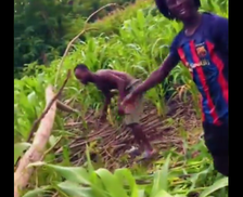(Video) Galamseyers destroy maize farm in search of gold