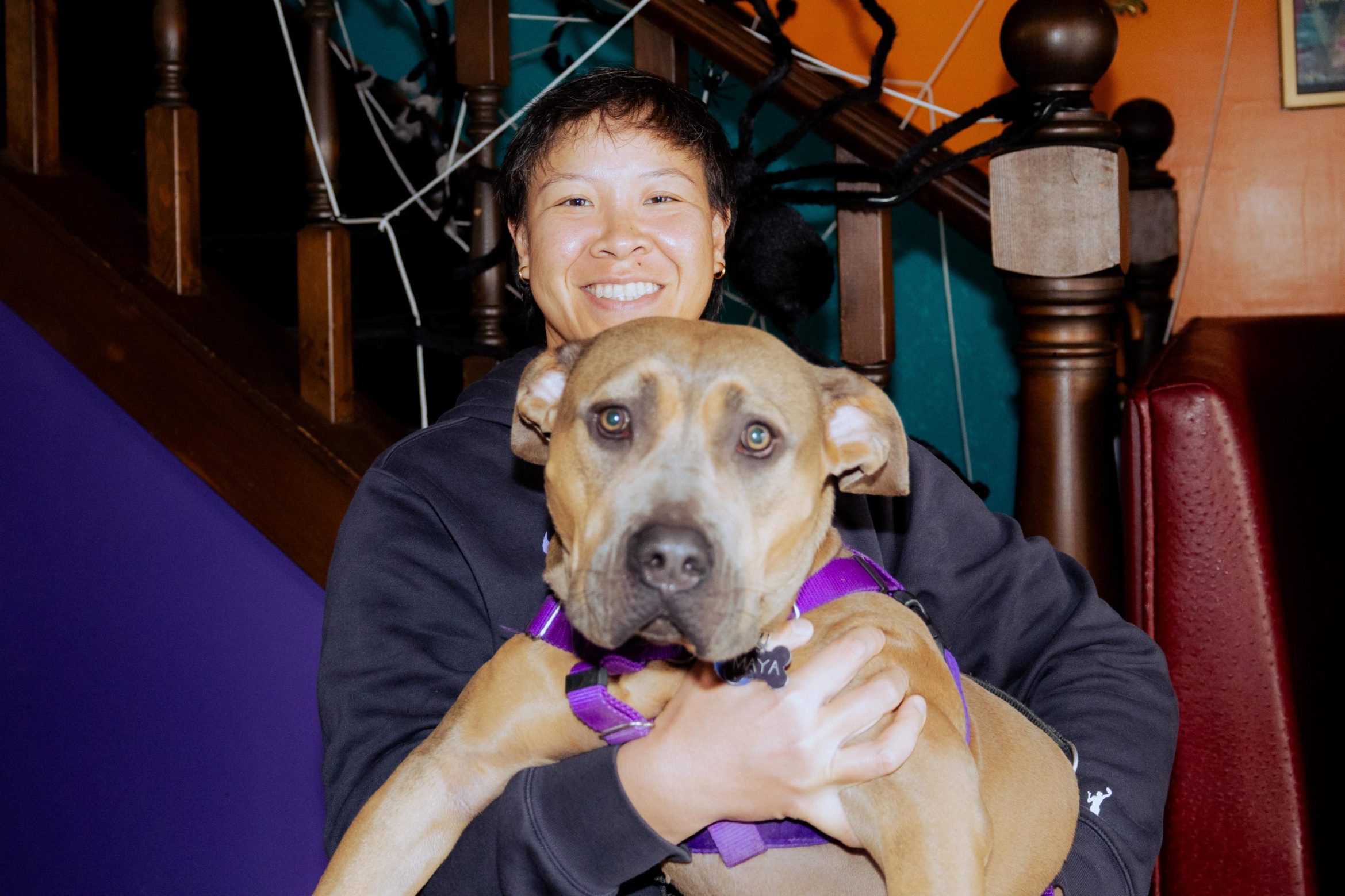A person holding a tan dog in a purple harness in front of a staircase decorated with fake spiderwebs.