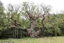 Online hoaxers have been blasted for spreading fake rumours that a famous 1,000-year-old oak tree in Sherwood Forest is dying