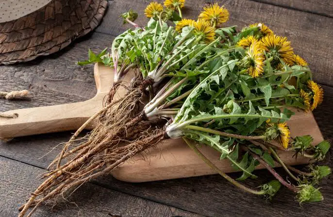 Herbs Consume Cleanse Your Kidneys