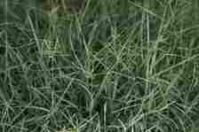 Bermuda grass; best grasses for dogs