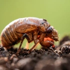People with bold appetites might want to try eating cicadas