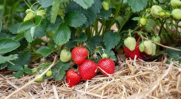 Alt="Repiquer les fraisiers : quand et comment ?"