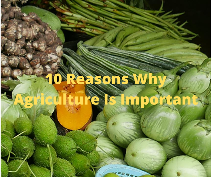 ten-reasons-why-agriculture-is-important-opera-news