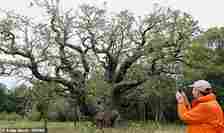 An estimated 350,000 tourists visit Sherwood Forest each year to see the fabled oak tree