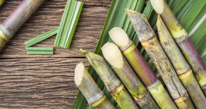 SUGARCANE BUSINESS IN NAIROBI AND WHY IT’S BOOMINg mkulimatoday.com