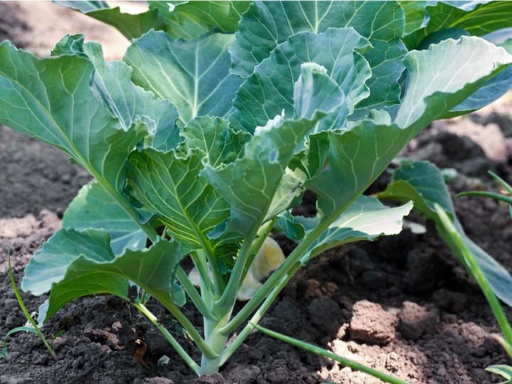 Best five performing kales and collards in Kenya ,2021