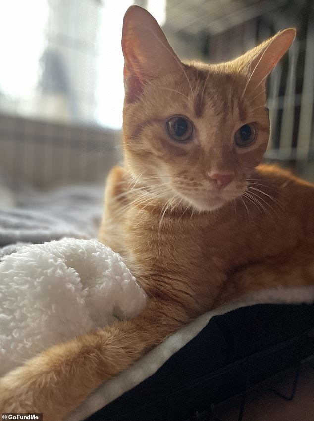 Urgent health warning for pet owners over deadly disease on the rise