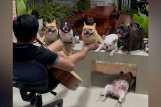 Dog lover serenades six Frenchies with his guitar
