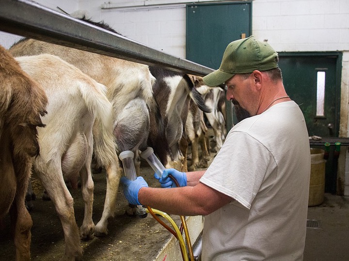 What's It Really Like To Work In A Prison Goat Milk Farm? We Asked Inmates | KPBS