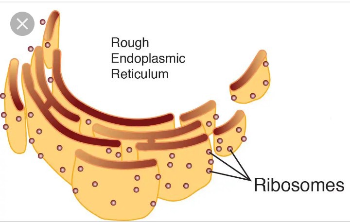 two-major-functions-of-the-rough-endoplasmic-reticulum-you-should-know