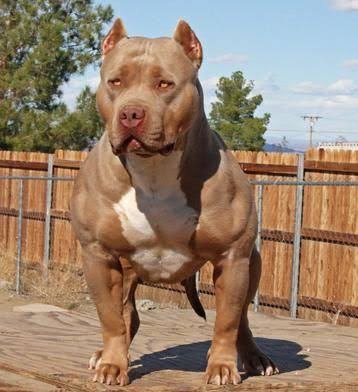Check Out 5 Strongest Dogs In The World