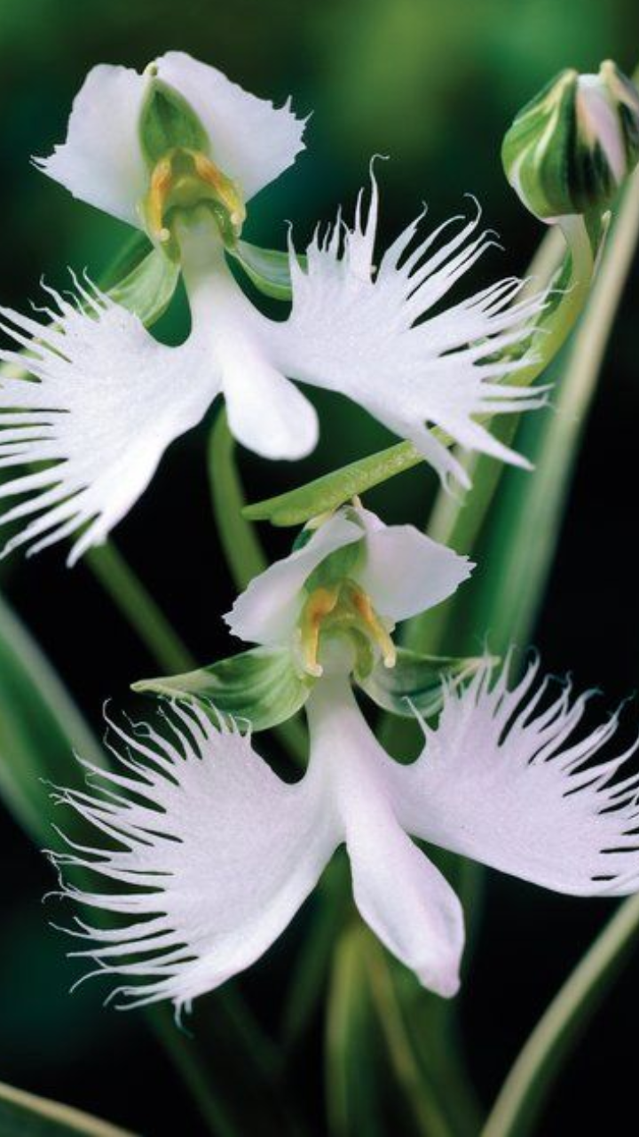 ​Swan Orchid