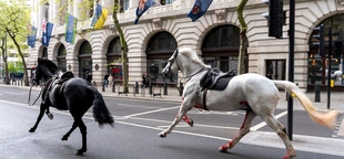 1 horse remains under observation and another is expected to recover fully after London rampage