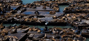 Sea lion numbers surge at popular California pier, reaching 15-year high