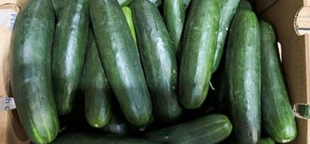 Cucumbers shipped to 14 states recalled over Salmonella concerns
